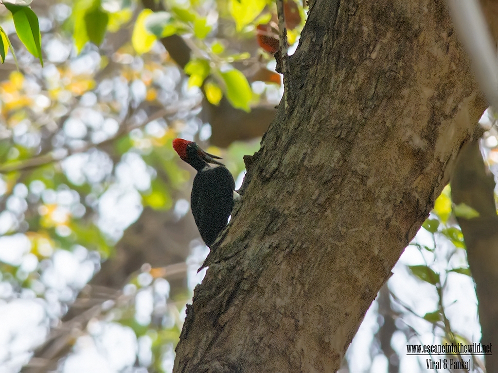 White-bellied Woodpecker